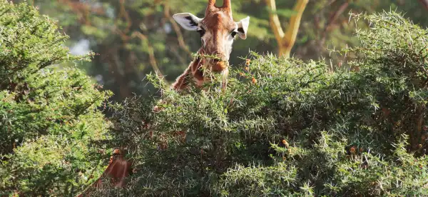 Hotels in Serengeti