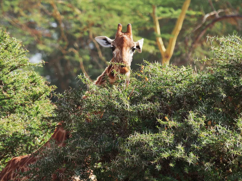 Serengeti