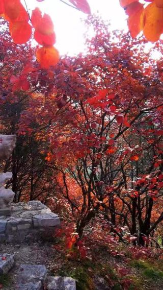 臨朐石門坊賞紅葉+老龍灣一日遊【紅霞漫山，層林盡染】