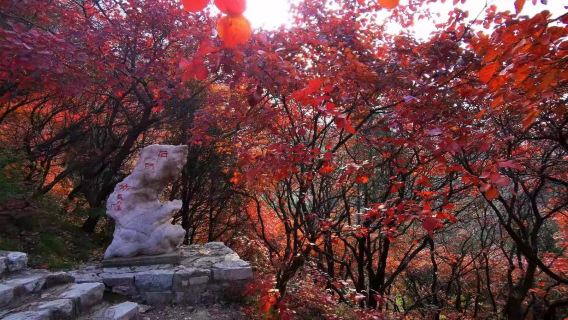 臨朐石門坊賞紅葉+老龍灣一日遊【紅霞漫山，層林盡染】