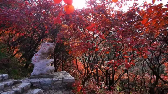 臨朐石門坊賞紅葉+老龍灣一日遊【紅霞漫山，層林盡染】