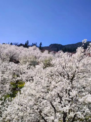 加級寨梨花穀