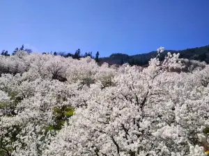 加級寨梨花穀