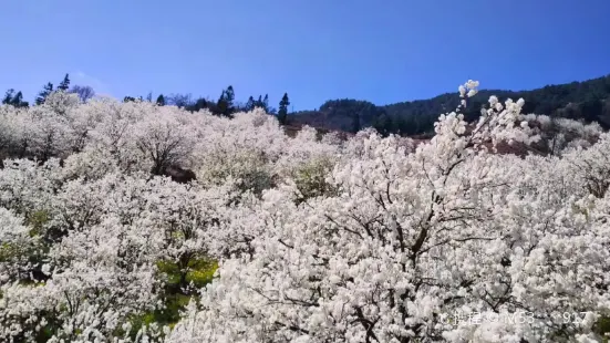 加級寨梨花穀