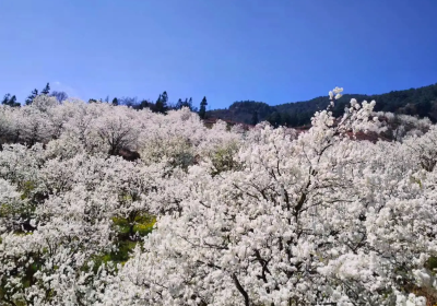 Jiaji Village Pear Valley