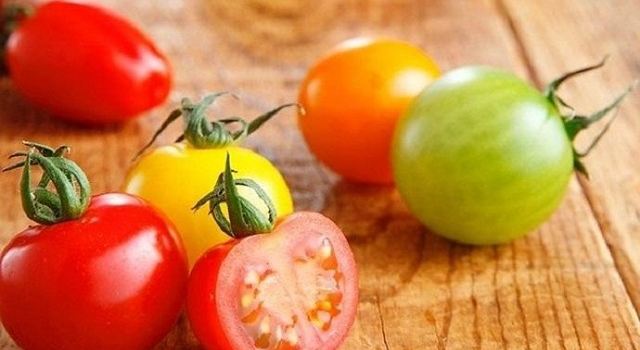WONDER FARM Tomato Picking Experience