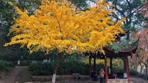 Tianxin Pavilion attraction in Changsha