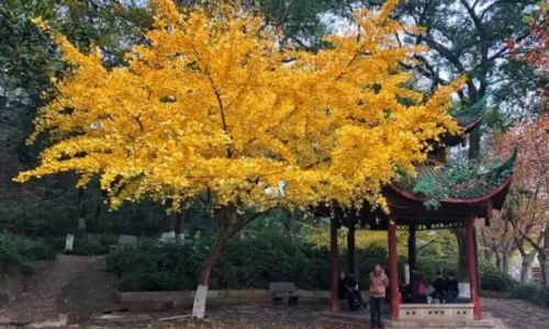Tianxin Pavilion