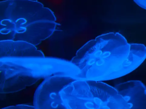 The Under Water World of Mekong River