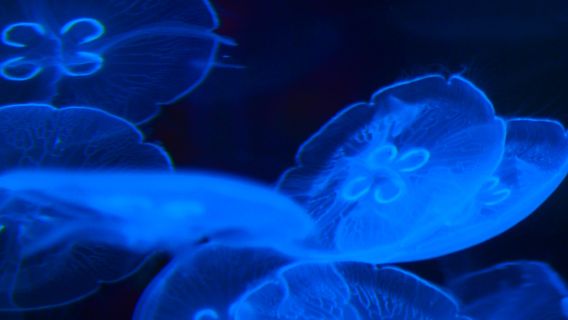 The Under Water World of Mekong River