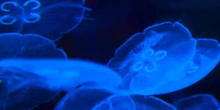 湄公河水底世界