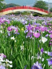 Kamo Iris Garden