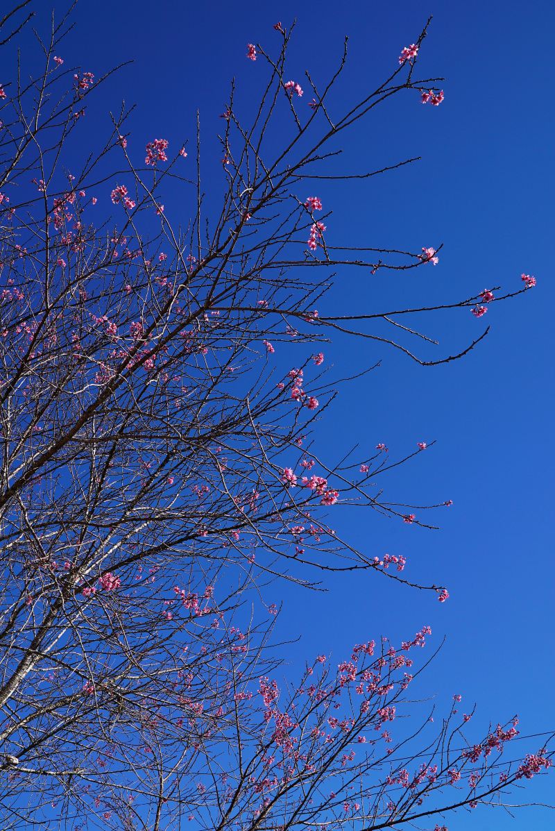 桜の谷