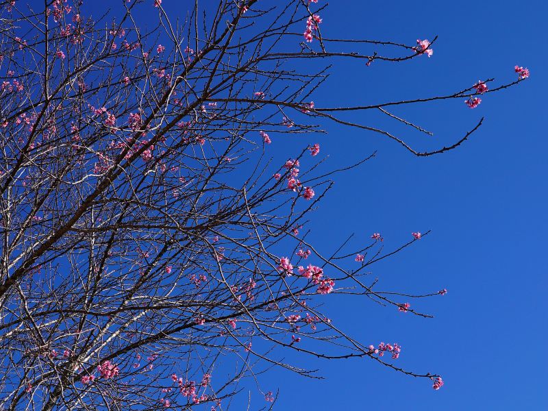 桜の谷