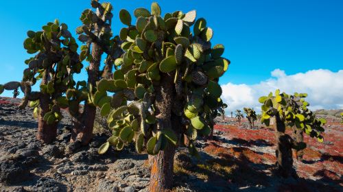 Santa Cruz Island