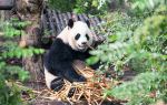 欒川竹海野生動物園