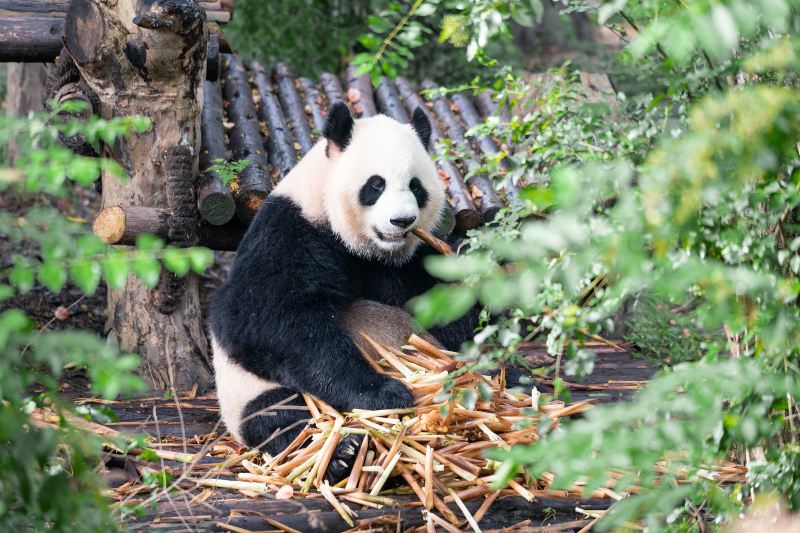 Luanchuanzhuhai Yesheng Zoo