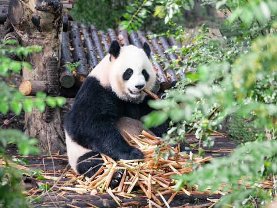 欒川竹海野生動物園