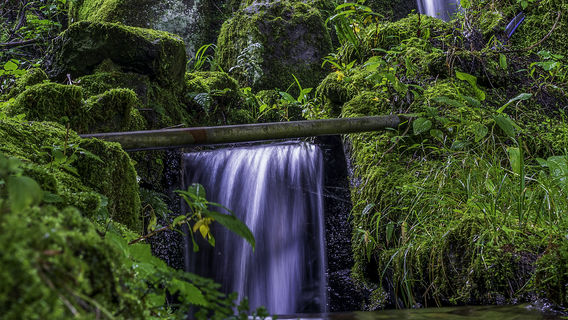 Гора Львов, полная леса