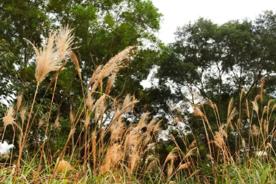 【2026芒草季節】最新14大賞芒草景點🌾，秋冬芒草行山路線推薦