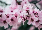 【日本櫻花季2024】日本櫻花季開花預測及22個必去日本賞櫻景點🌸