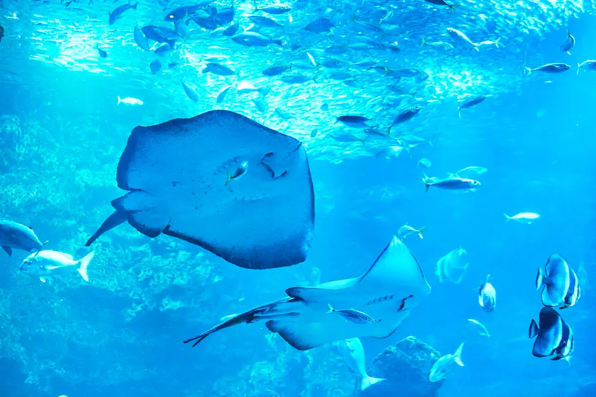 5_京都水族館