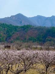 Apricot Flower Sea in Beizhai Village