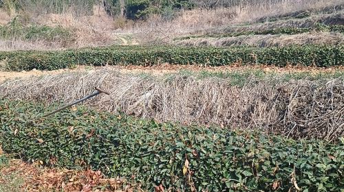 Tea Garden of Bazi Liujia Village