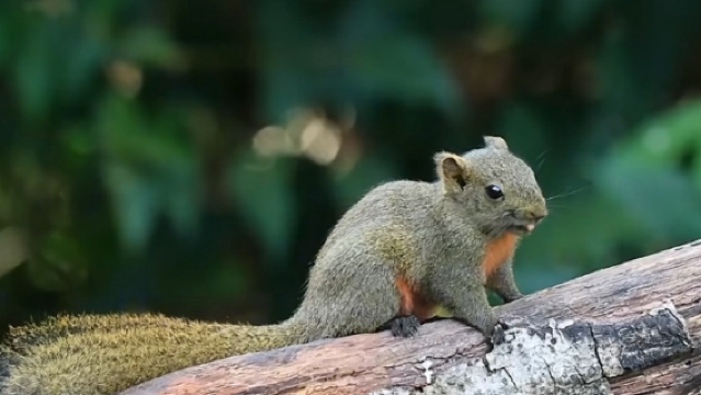 Red-Bellied Squirrel