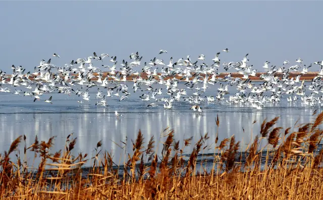 Seagull Watching in Qingdao