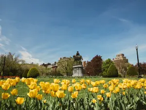Fioriture Primaverili a Suffolk County: le opzioni più popolari