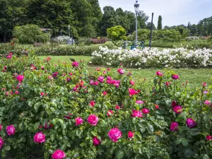 กิจกรรมในฤดูใบไม้ผลิยอดนิยมในลียง