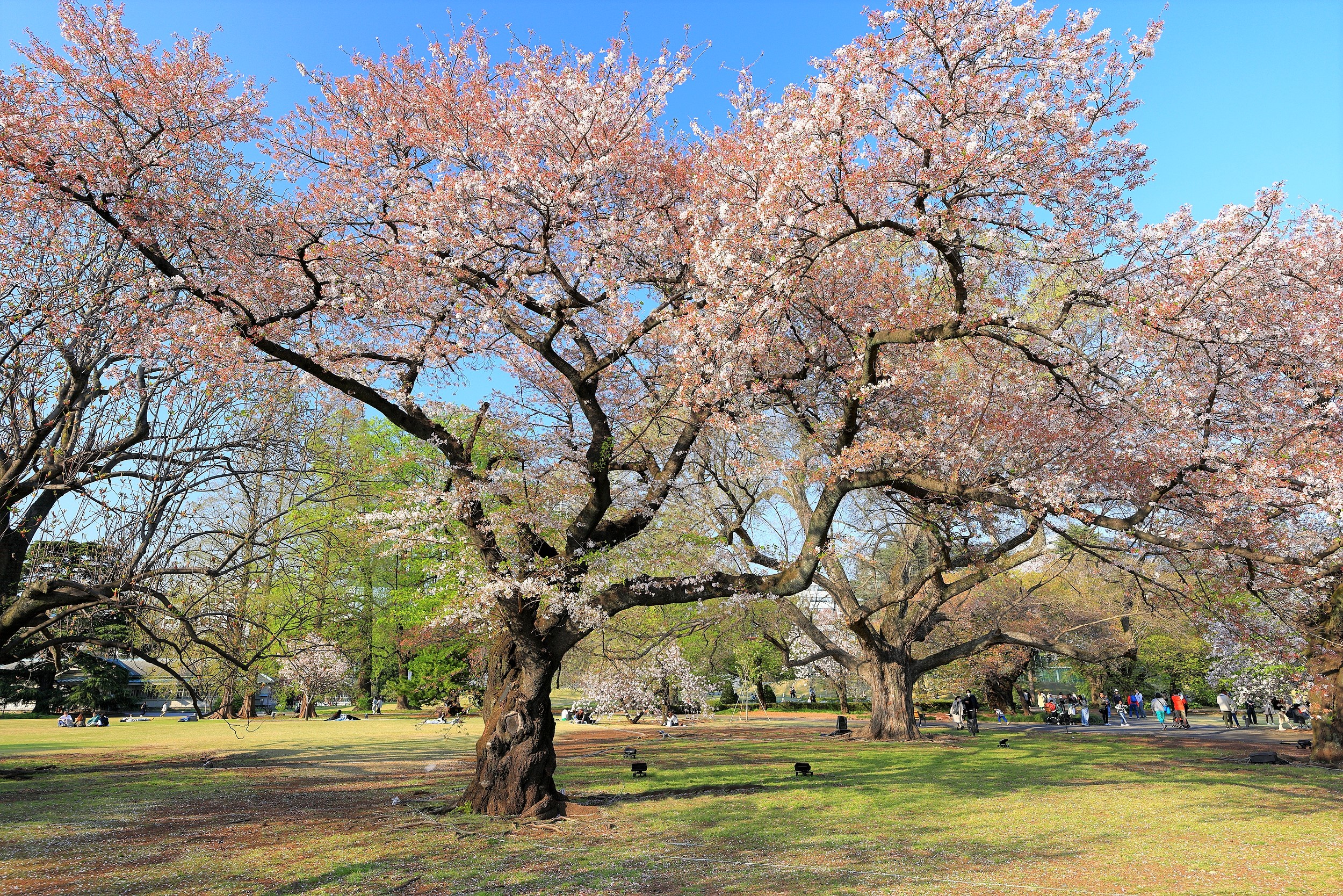 Shinjuku Gyoen National Garden