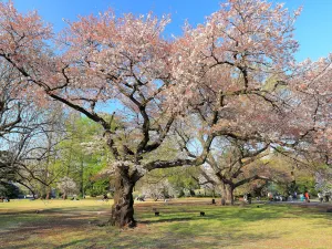 Shinjuku Gyoen National Garden