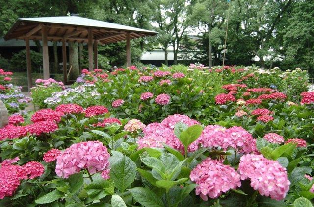 筥崎宮あじさいまつり | Fukuoka