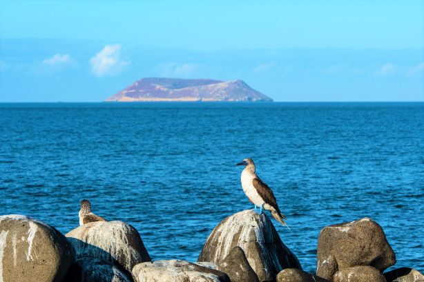 Isla Seymour Norte