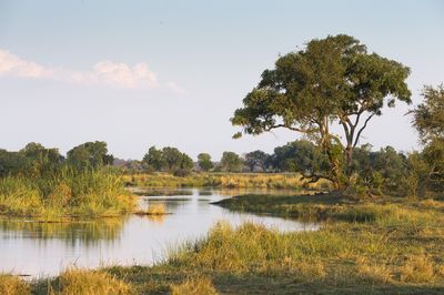Chobe River
