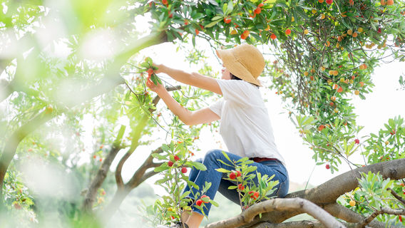 Chinese Bayberry Picking in Xianju