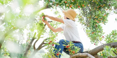仙居楊梅採摘