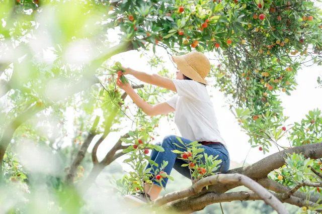 Chinese Bayberry Picking in Xianju