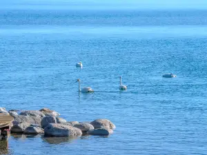 Swan Spot at Sayram Lake