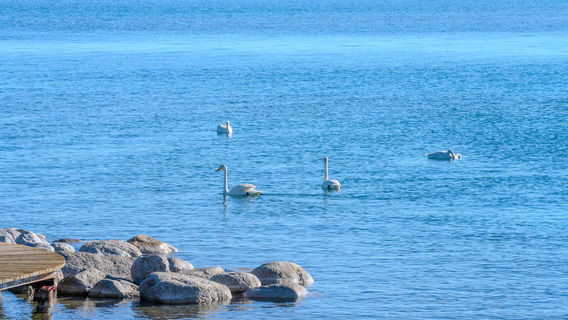 Swan Spot at Sayram Lake