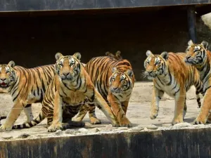 Longemont Animal World