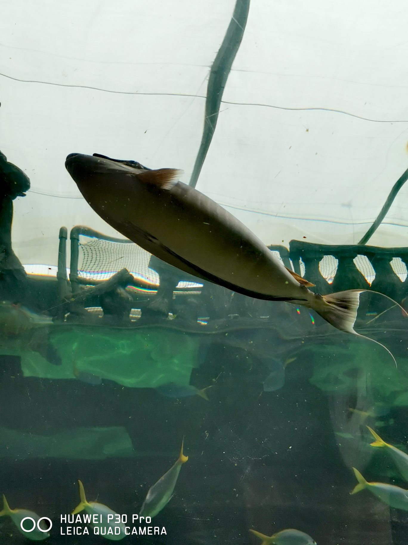 シドニー シーライフシドニー水族館 評判 案内 トリップドットコム シドニー シーライフシドニー水族館 評判 案内 トリップドットコム