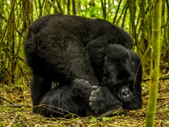 ディスカバー ルワンダ ユース ホステル 地図