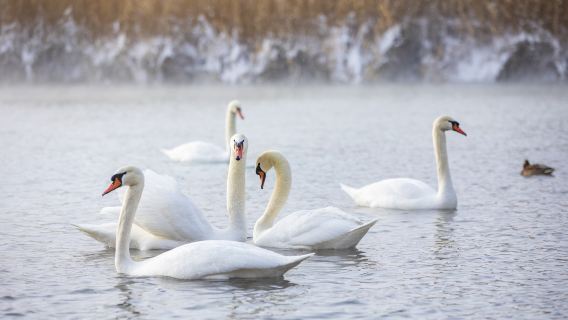 Swan Spring Wetland Park