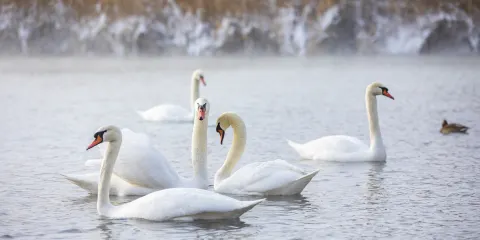 天鵝泉濕地公園