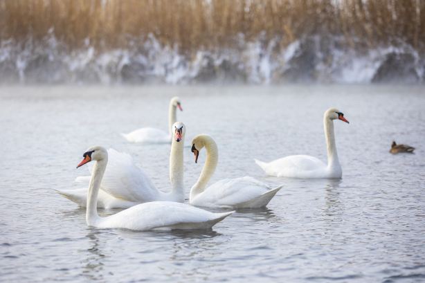 Swan Spring Wetland Park