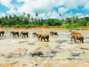 Pinnawala Elephant Orphanage