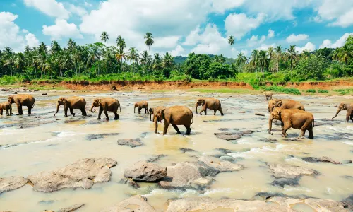 Pinnawala Elephant Orphanage